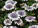 Osteospermum FlowerPower® DoubleEuphorbia Diamond Fizz®Lanai TwisterSuperbells Double Ruby