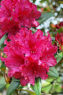 Zwerg-RhododendronZwerg-Rhododendron