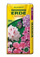 Zwerg-RhododendronZwerg-Rhododendron